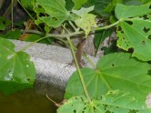 P1060124